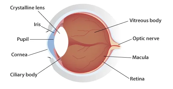Eye Anatomy